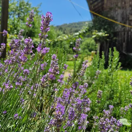 Apartma Ginga Apartment *