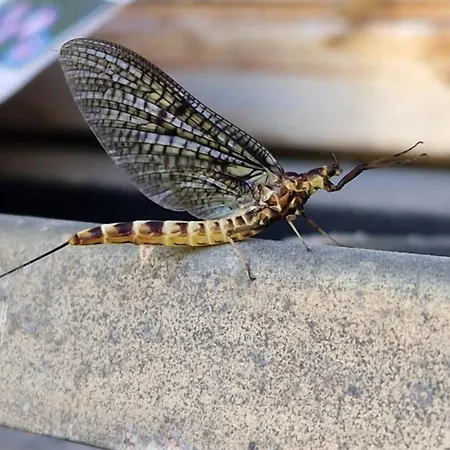 Apartma Ginga Apartment Osilnica