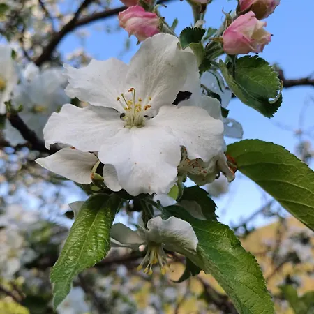 Apartment Apartma Ginga Osilnica