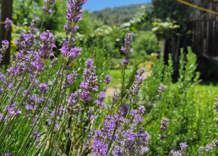 Apartma Ginga 公寓 *