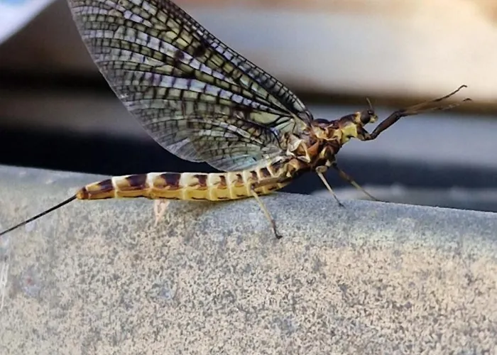 Apartma Ginga 公寓 奥斯尼卡