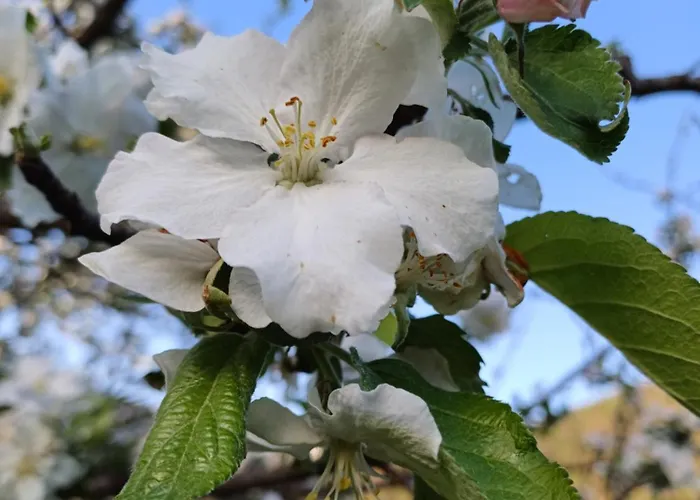 公寓 Apartma Ginga 奥斯尼卡